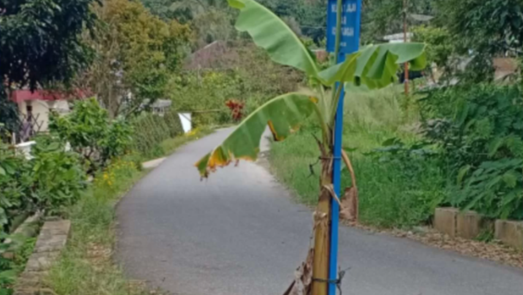 Warga Sungai Naniang tanam pokok pisang di Jalan terban, Doni Ikhlas; “Dana Pokir  Rp. 200 Juta untuk perbaikan jalan  pada tahun 2024 ini”